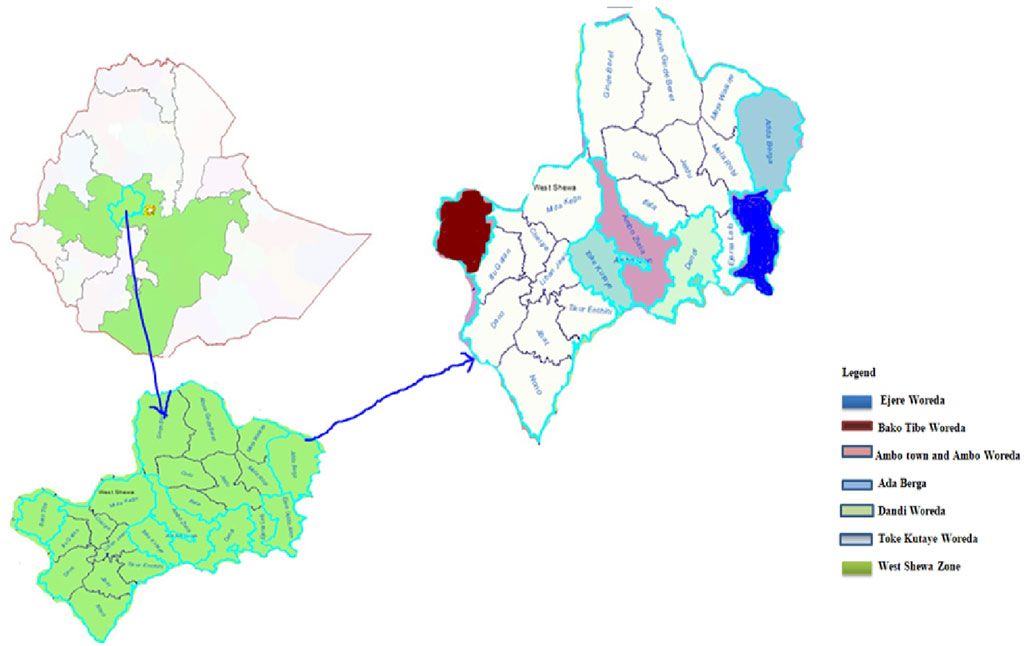 Ethnobotanical study of traditional medicinal plants used to treat human ailments in West Shewa community, Oromia, Ethiopia