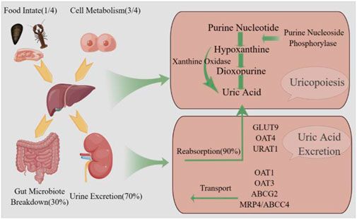Research progress of treating hyperuricemia in rats and mice with traditional Chinese medicine