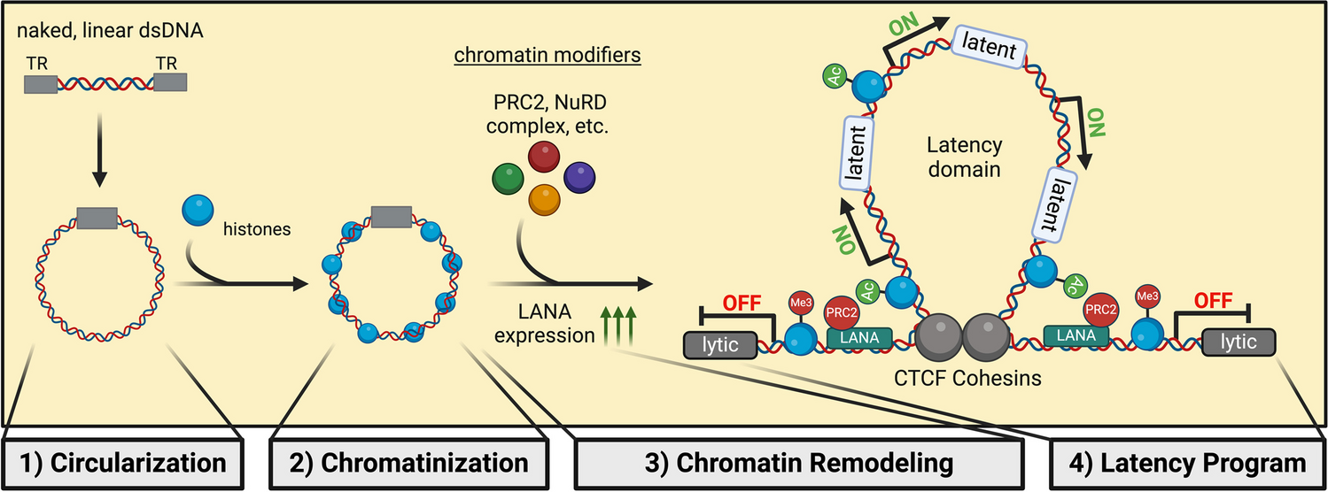 Molecular Mechanisms of KSHV Latency Establishment and Maintenance