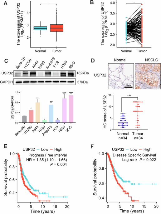 USP32 facilitates non-small cell lung cancer progression via deubiquitinating BAG3 and activating RAF-MEK-ERK signaling pathway