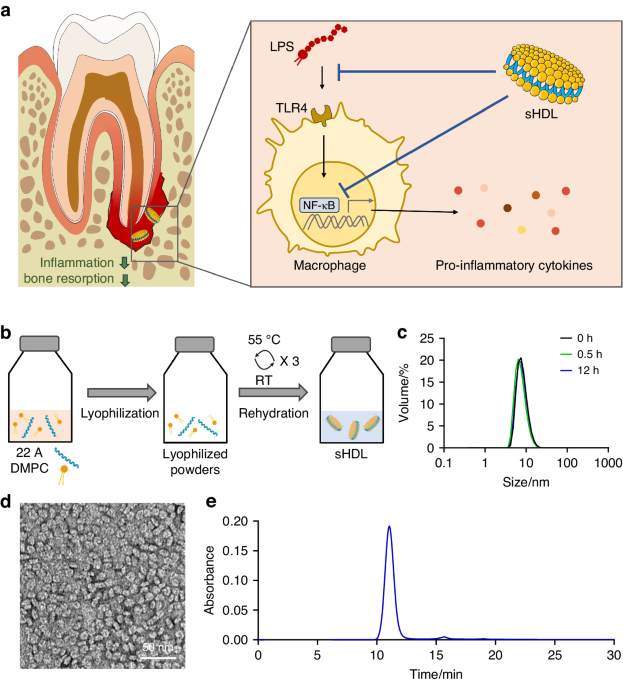 Synthetic high-density lipoprotein (sHDL): a bioinspired nanotherapeutics for managing periapical bone inflammation