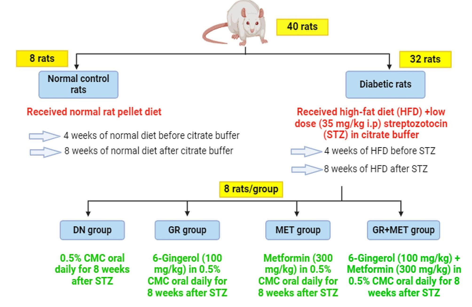 Renoprotective effect of a novel combination of 6-gingerol and metformin in high-fat diet/streptozotocin-induced diabetic nephropathy in rats via targeting miRNA-146a, miRNA-223, TLR4/TRAF6/NLRP3 inflammasome pathway and HIF-1α
