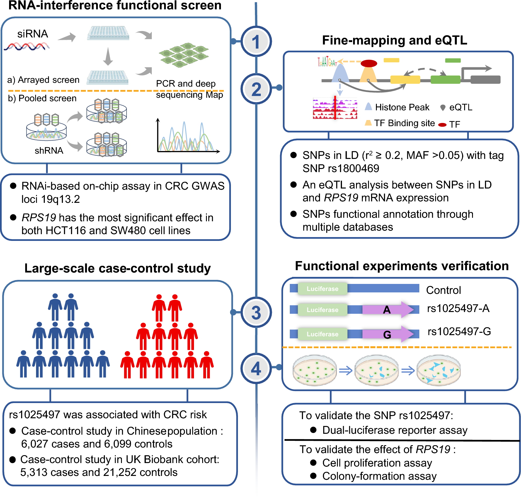 Integrated systematic functional screen and fine-mapping decipher the role and genetic regulation of RPS19 in colorectal cancer development