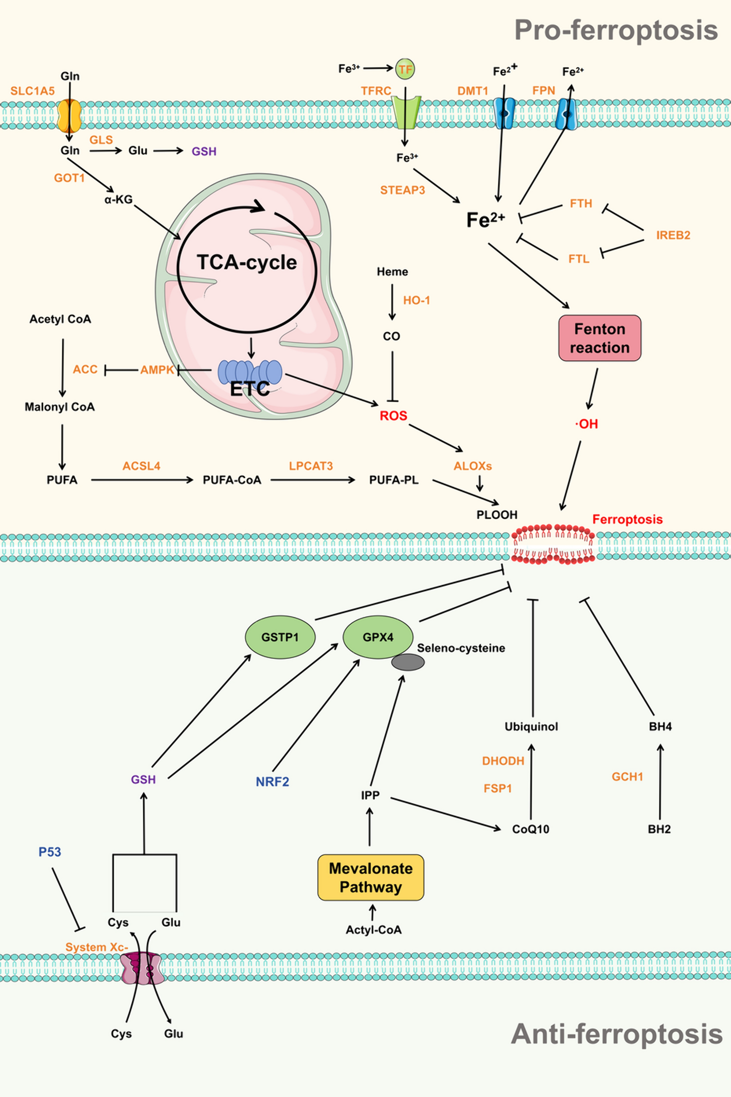 Targeting ferroptosis by natural products in pathophysiological conditions