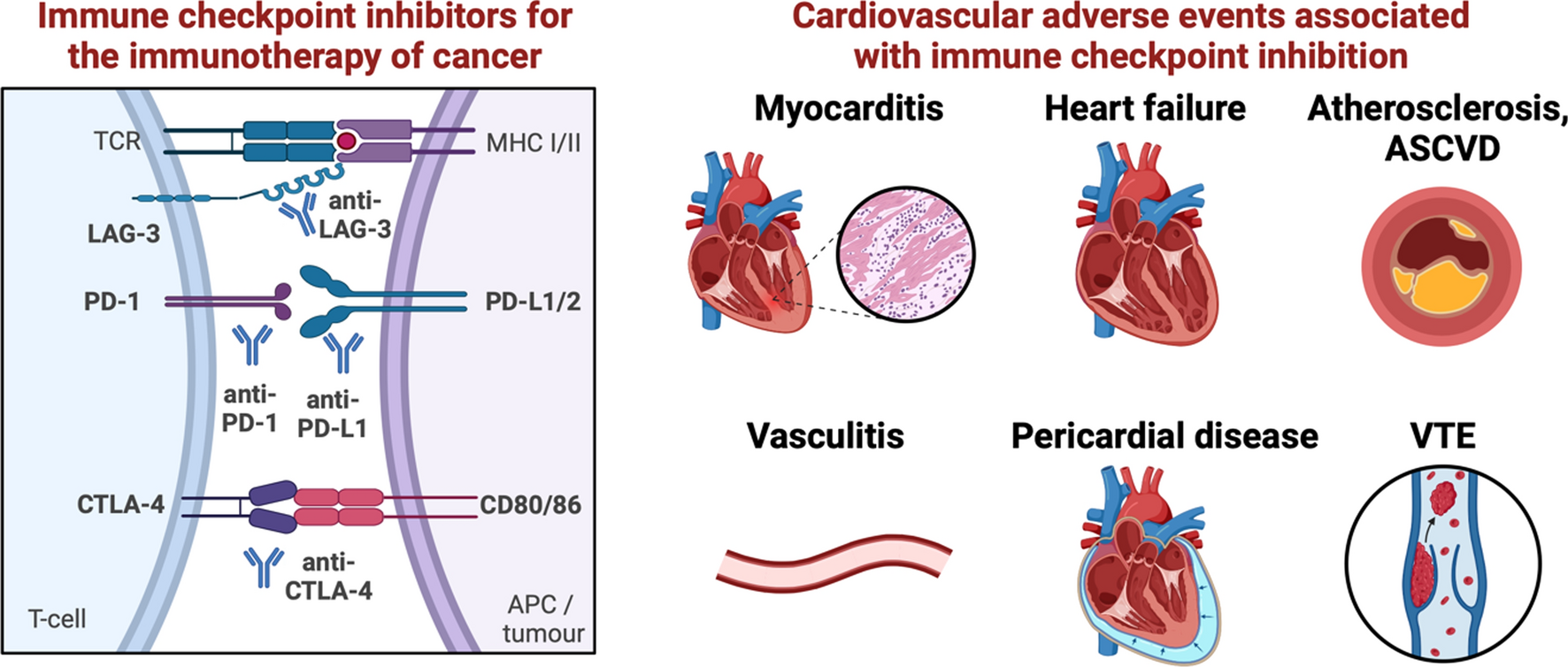 Molecular fingerprints of cardiovascular toxicities of immune checkpoint inhibitors