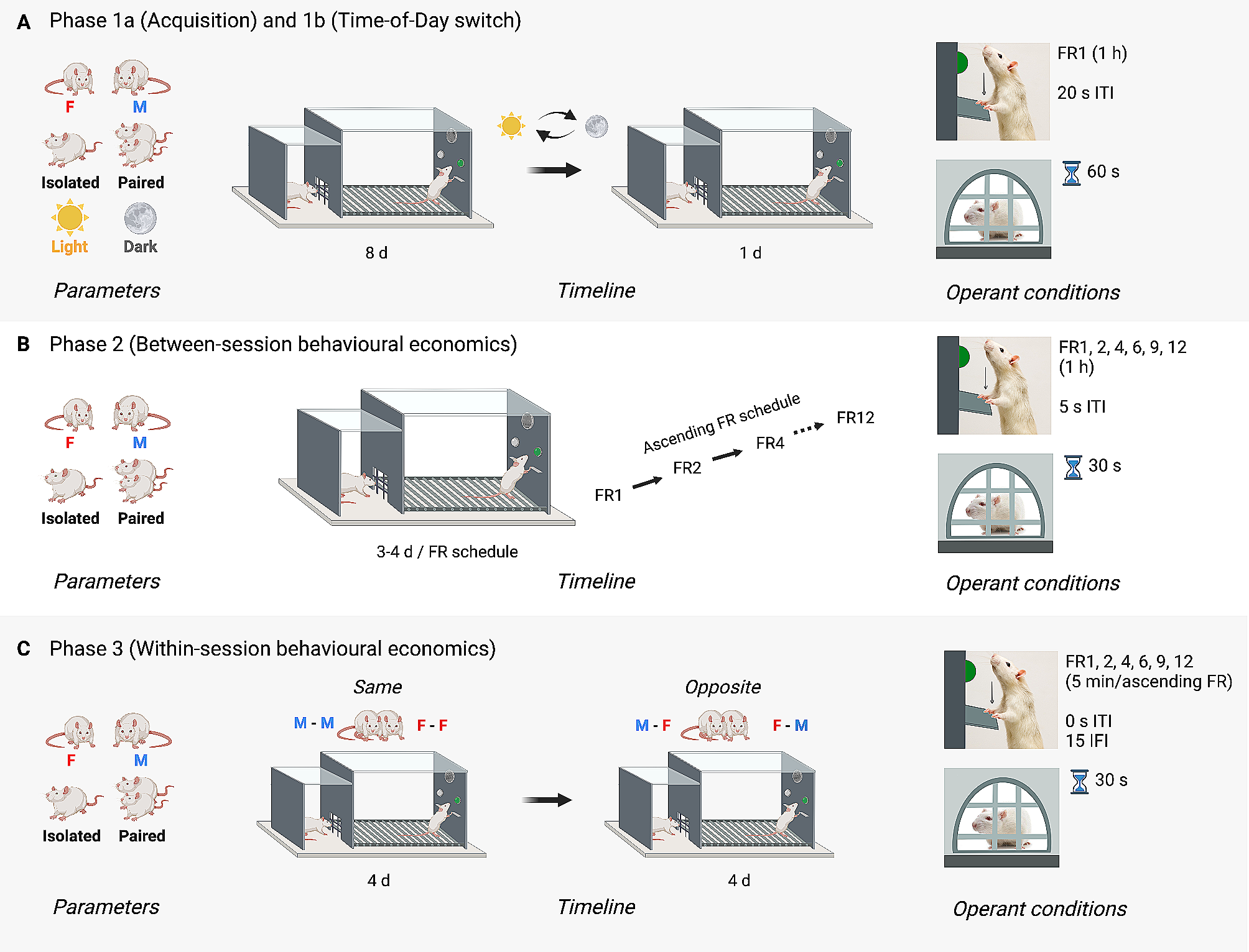 Sex differences in the social motivation of rats: Insights from social operant conditioning, behavioural economics, and video tracking
