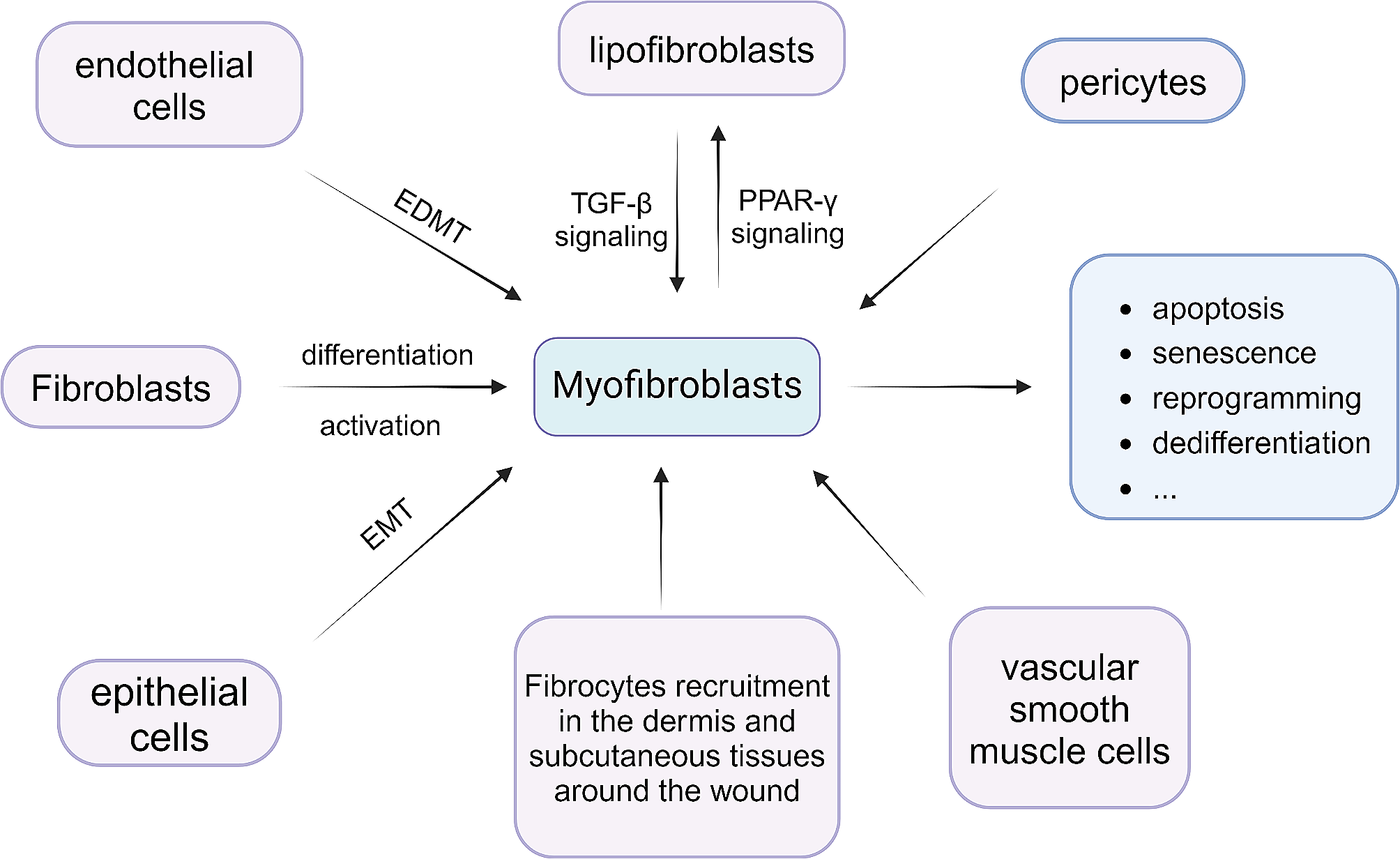 Regulation of myofibroblast dedifferentiation in pulmonary fibrosis