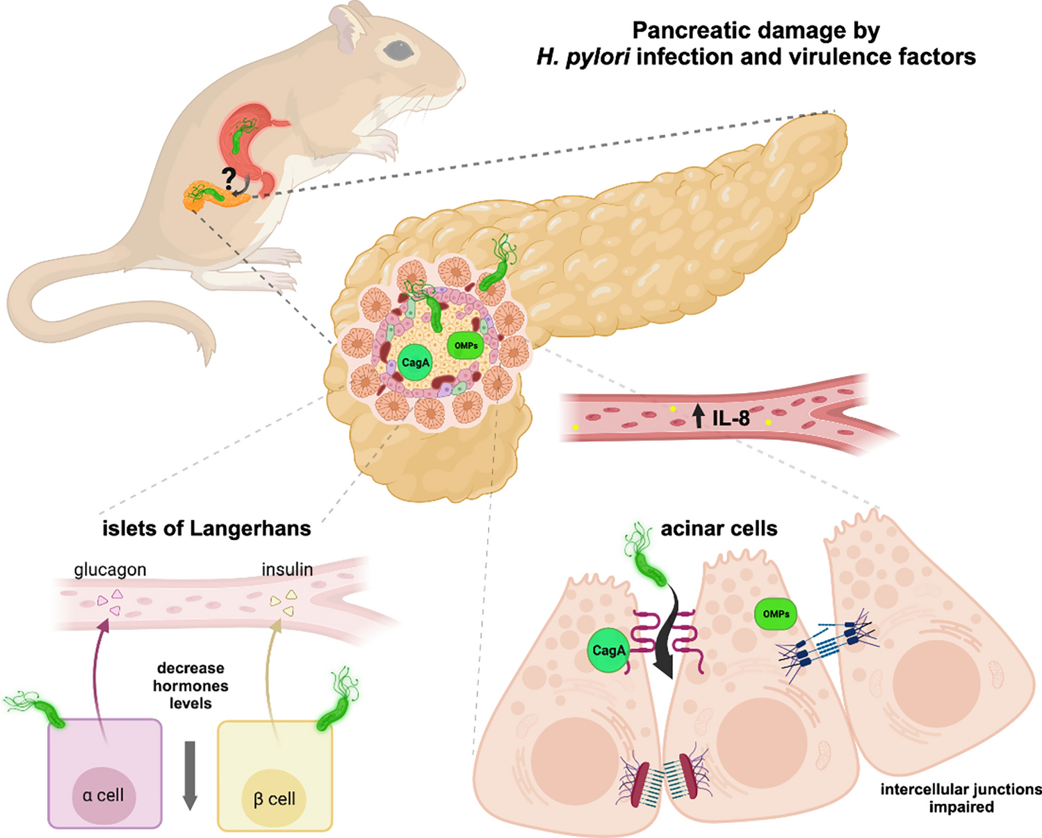 The Helicobacter pylori infection alters the intercellular junctions on the pancreas of gerbils (Meriones unguiculatus)