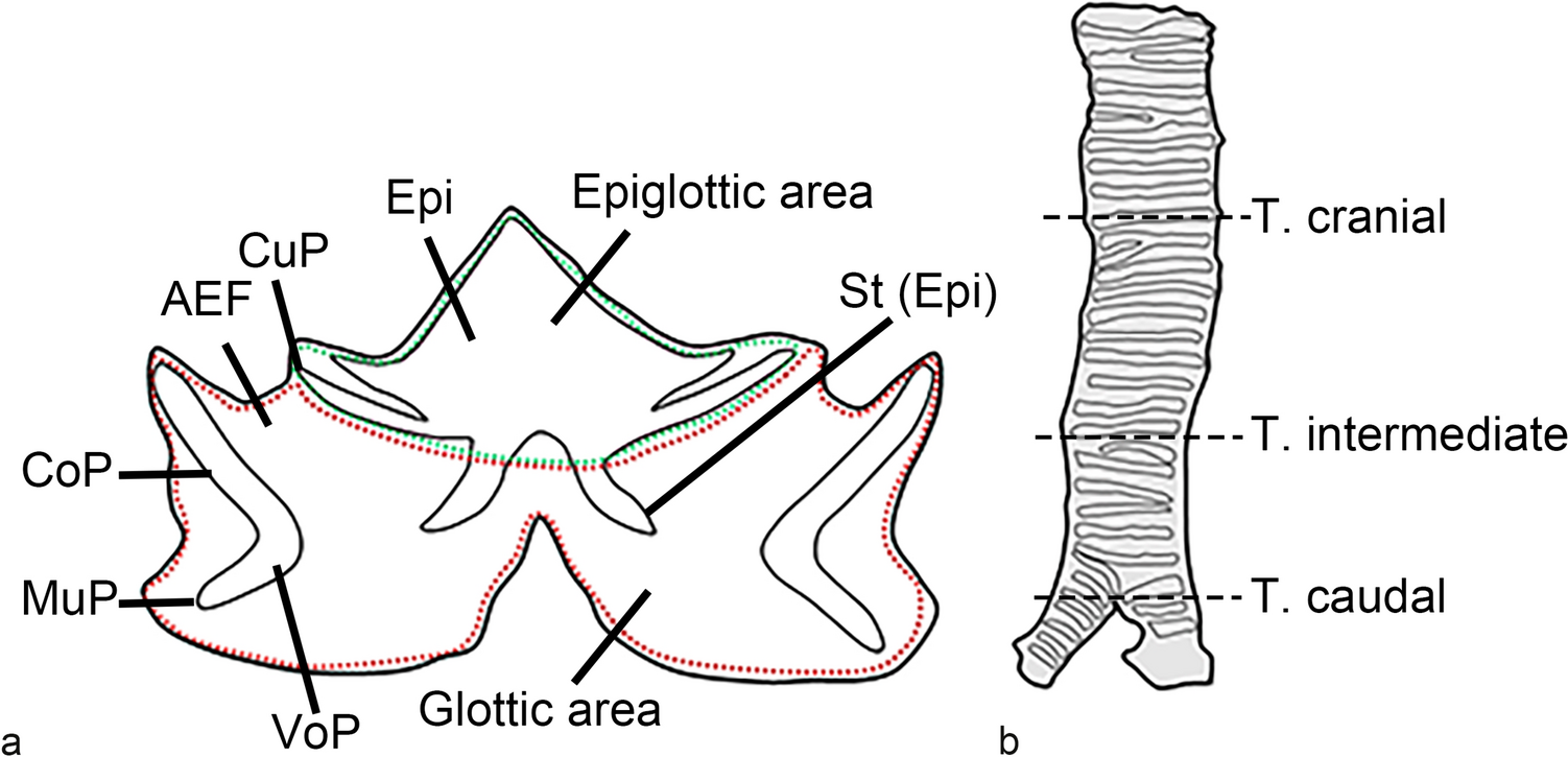 Immunohistochemical analysis and distribution of epithelial mast cells in the rat larynx and trachea