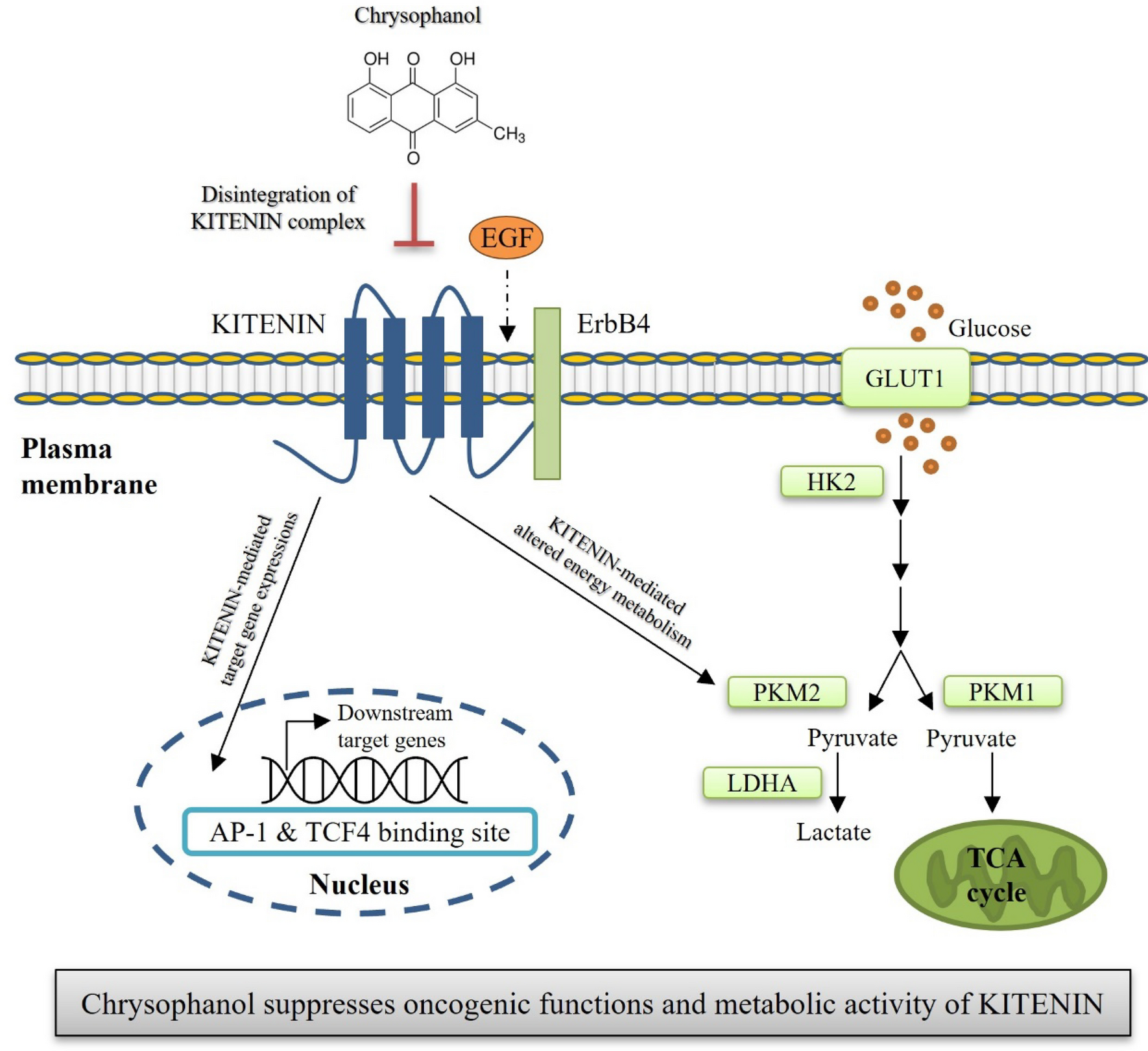 Chrysophanol inhibits of colorectal cancer cell motility and energy metabolism by targeting the KITENIN/ErbB4 oncogenic complex