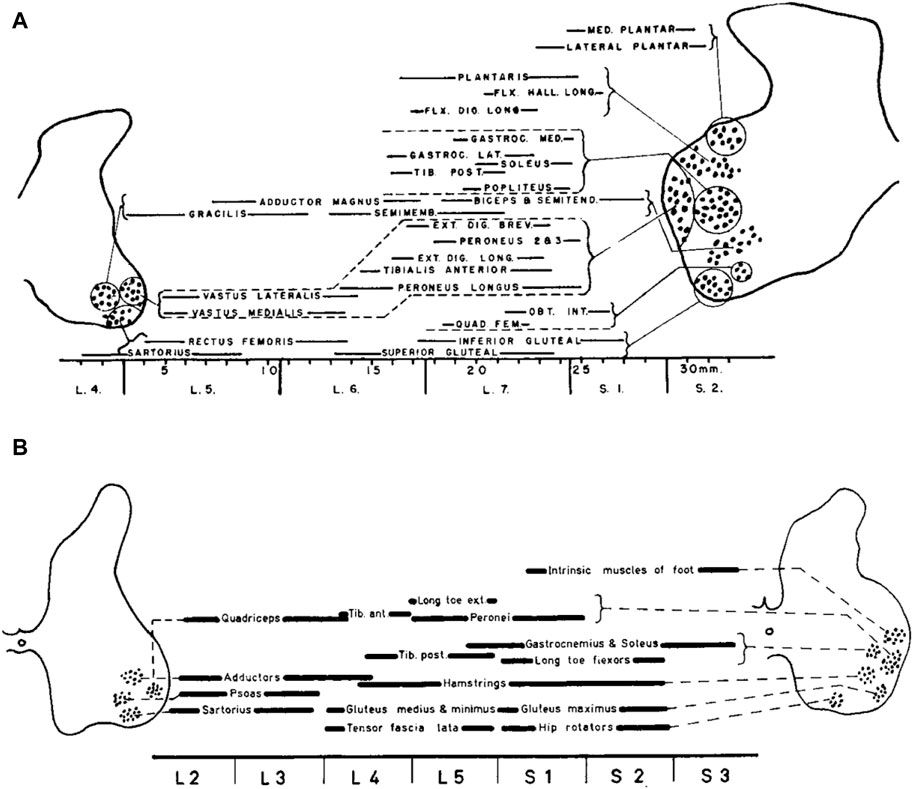 Spinal maps of motoneuron activity during human locomotion: neuromechanical considerations