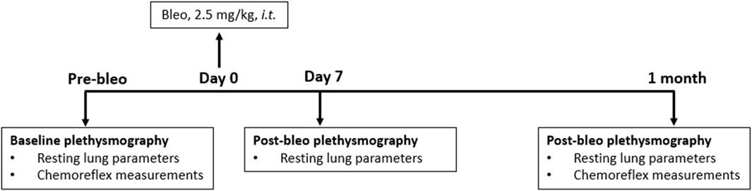 Chemoreflex sensitization occurs in both male and female rats during recovery from acute lung injury