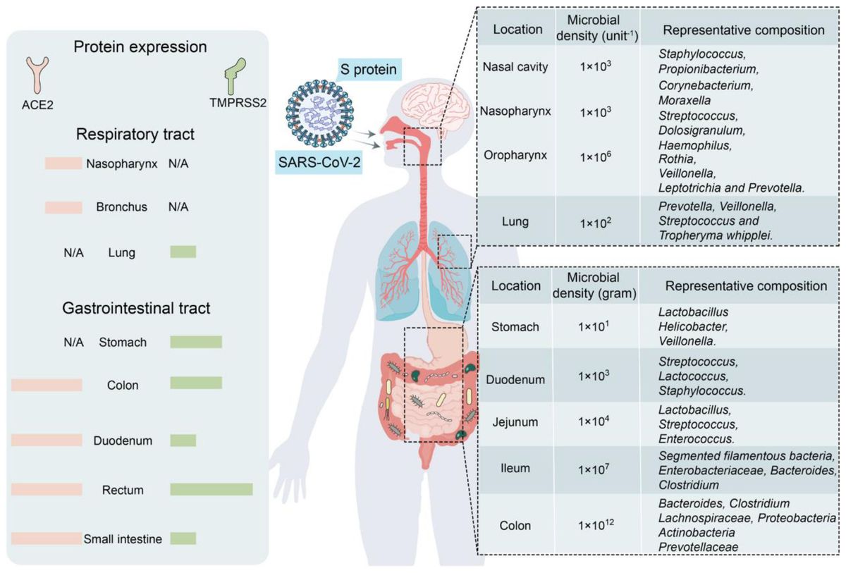 Gut microbiota: a potential influencer of insomnia occurring after COVID-19 infection