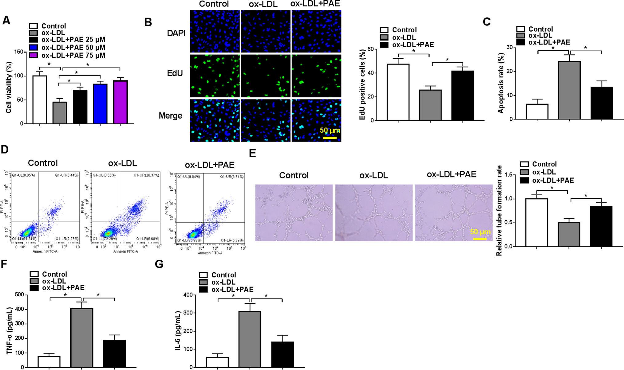 Paeonol alleviates ox-LDL-induced endothelial cell injury by targeting the heme oxygenase-1/phosphoinositide 3-kinase/protein kinase B pathway