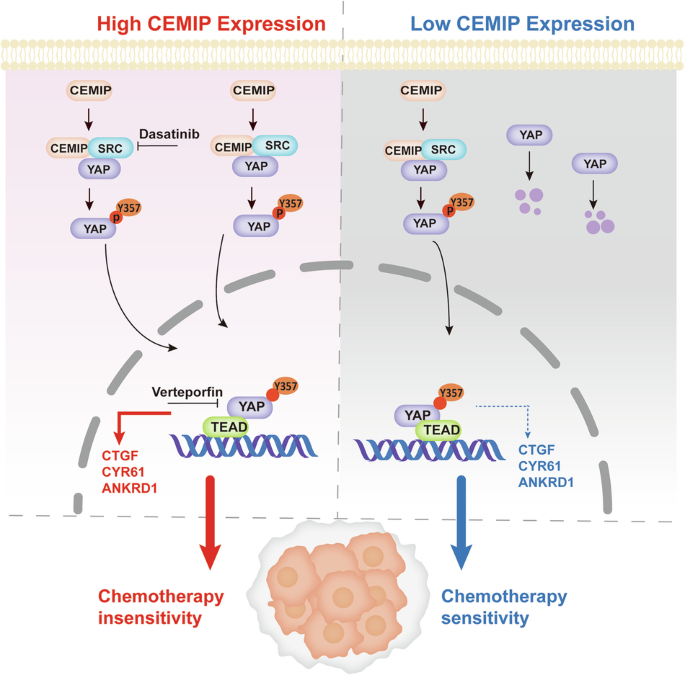 Adaptor protein CEMIP reduces the chemosensitivity of small cell lung cancer via activation of an SRC-YAP oncogenic module