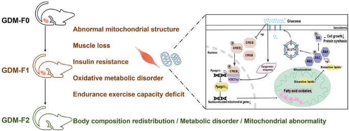 Intrauterine hyperglycaemia during late gestation caused mitochondrial dysfunction in skeletal muscle of male offspring through CREB/PGC1A signaling
