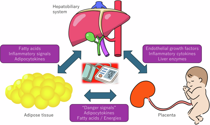Liver biomarkers and preeclampsia: an easy-accessible prediction method of the disease