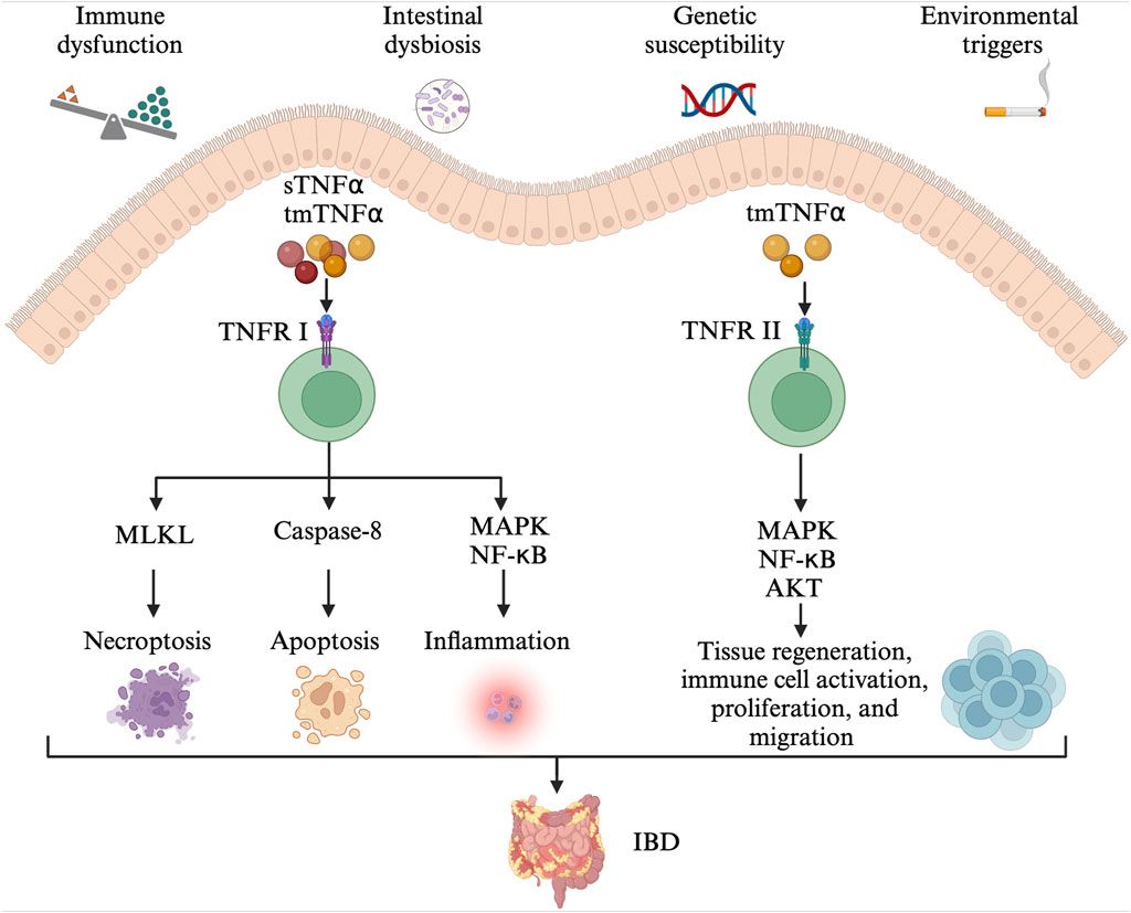 Anti-TNFα in inflammatory bowel disease: from originators to biosimilars