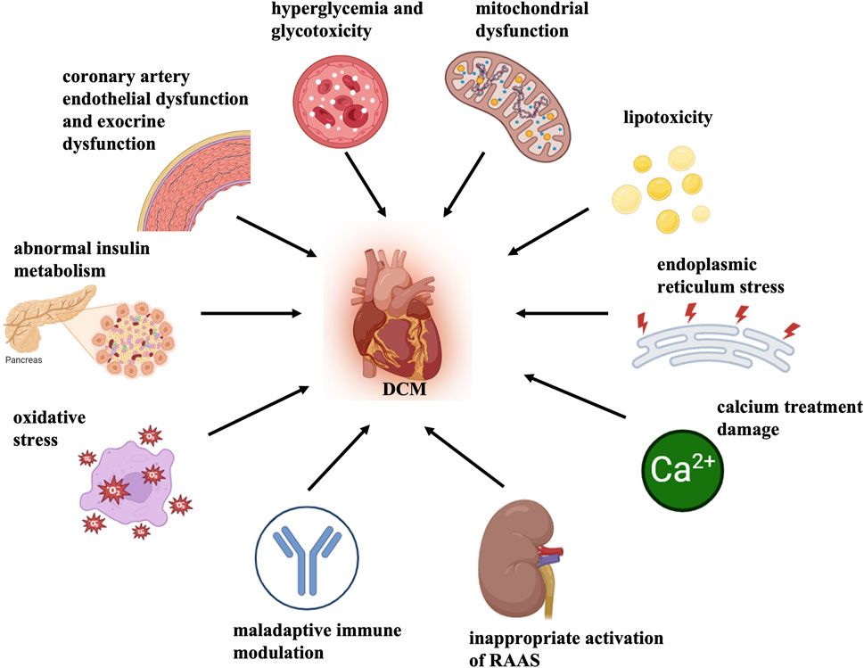 Roles of distinct nuclear receptors in diabetic cardiomyopathy
