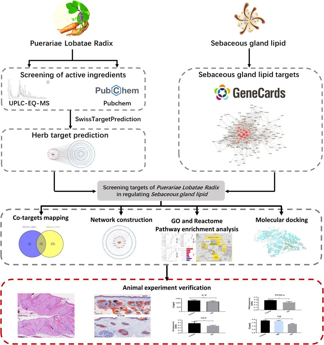 Mechanisms of Puerariae Lobatae Radix in regulating sebaceous gland secretion: insights from network pharmacology and experimental validation