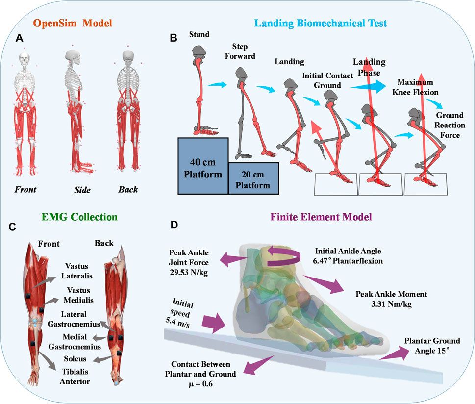 Analysis of stress response distribution in patients with lateral ankle ligament injuries: a study of neural control strategies utilizing predictive computing models
