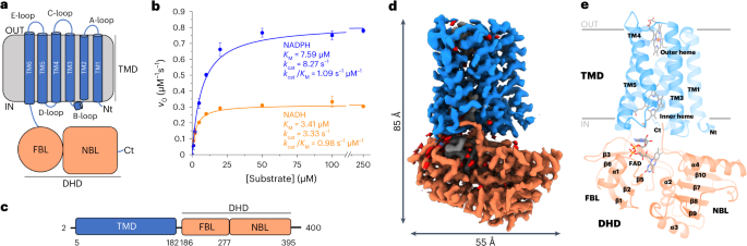 Structural and mechanistic insights into Streptococcus pneumoniae NADPH oxidase