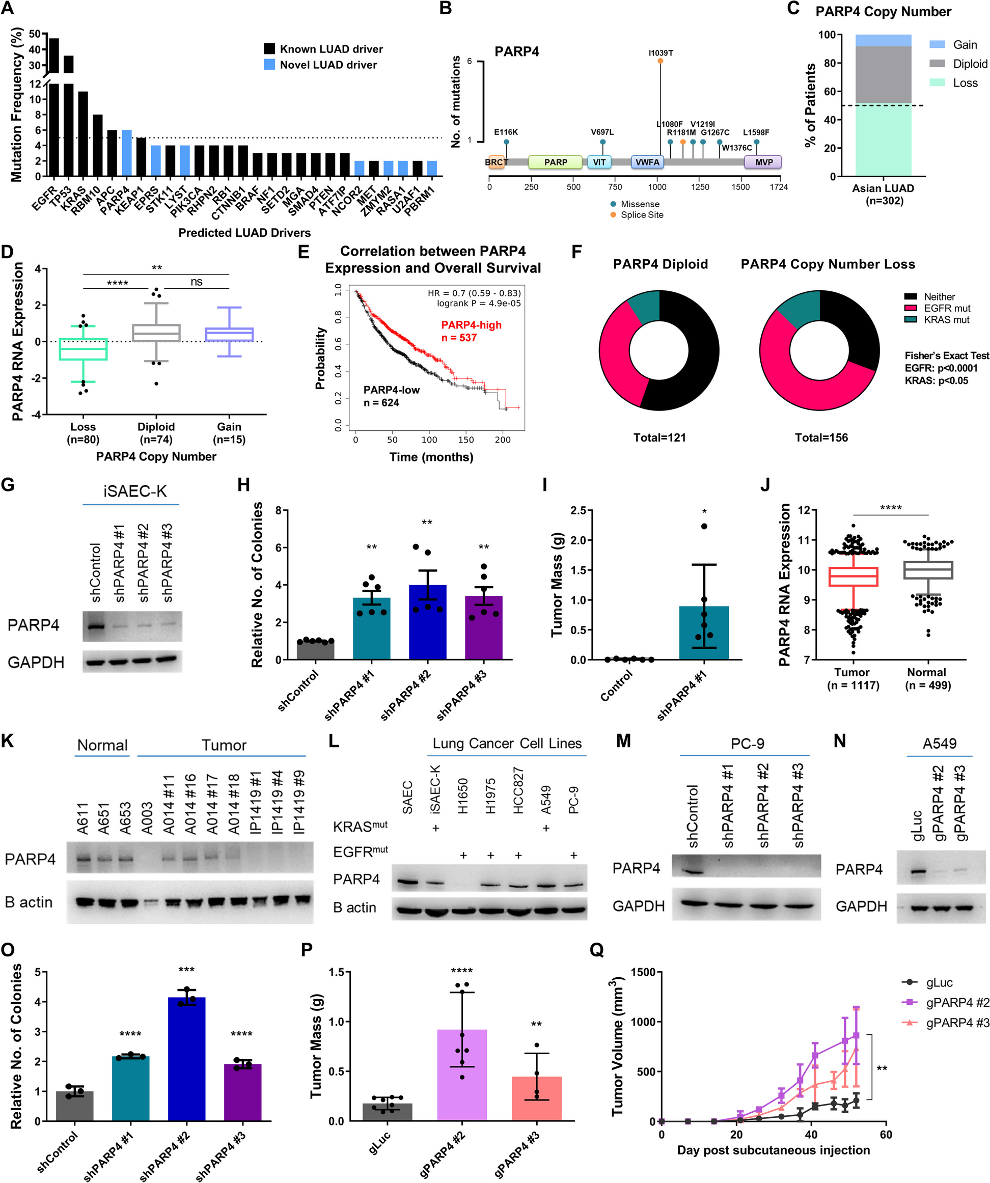 PARP4 interacts with hnRNPM to regulate splicing during lung cancer progression