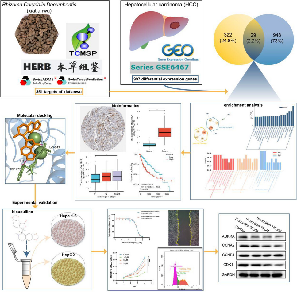 Revealing the active ingredients and mechanisms of Xiatianwu against hepatocellular carcinoma: a study based on network pharmacology and bioinformatics