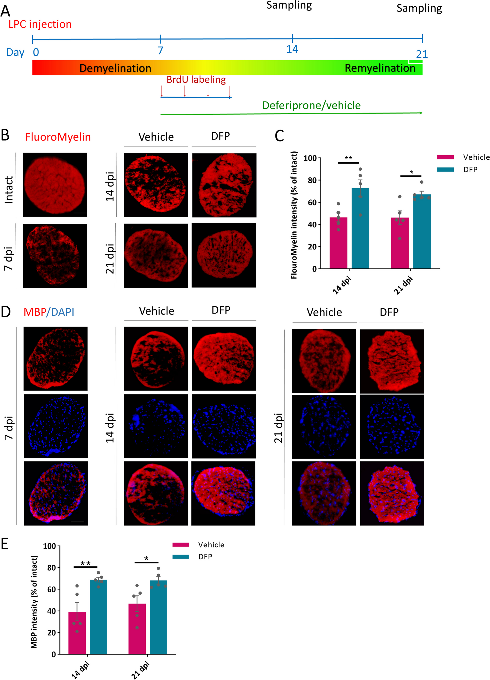 Deferiprone promoted remyelination and functional recovery through enhancement of oligodendrogenesis in experimental demyelination animal model
