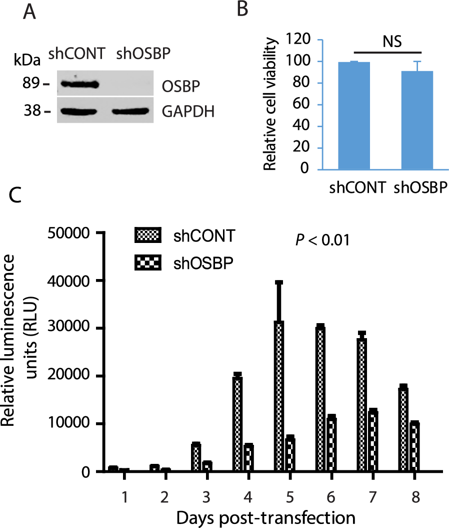 Oxysterol binding protein (OSBP) contributes to hepatitis E virus replication