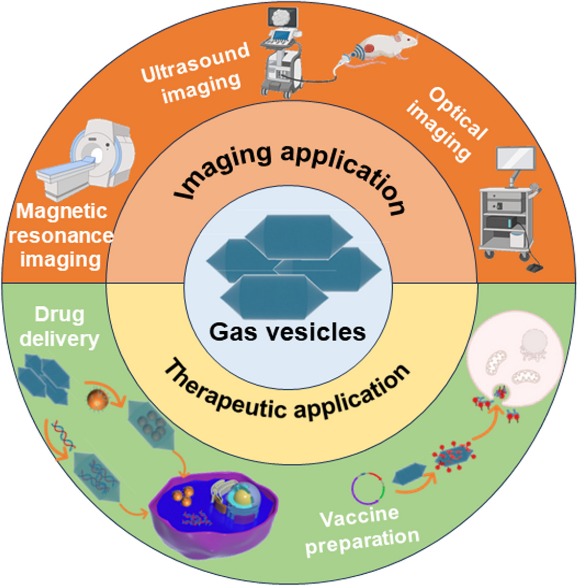 Advances in the application of gas vesicles in medical imaging and disease treatment