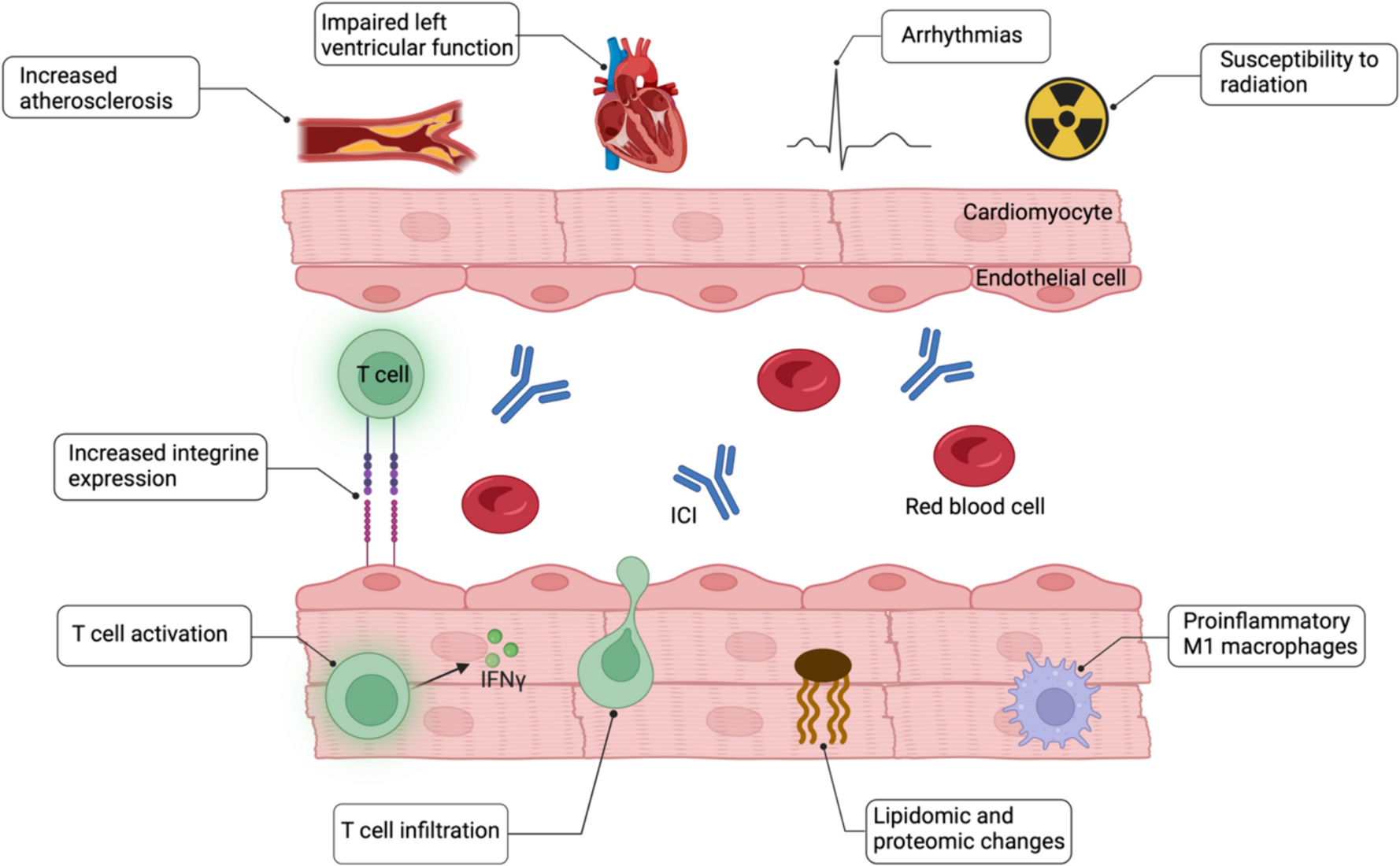 Preclinical models of cardiotoxicity from immune checkpoint inhibitor therapy