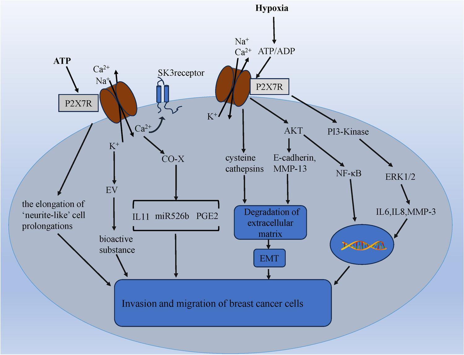 Role of the P2X7 receptor in breast cancer progression