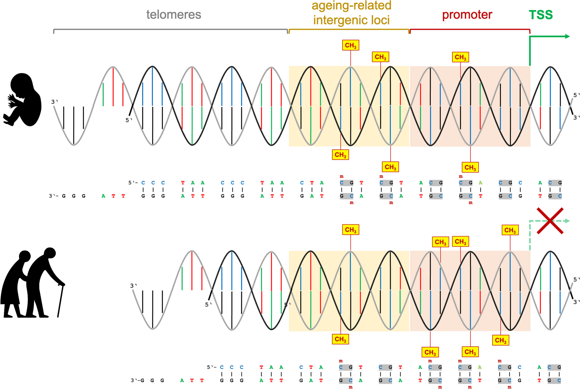 A perspective on epigenomic aging processes in the human brain and their plasticity in patients with mental disorders – a systematic review