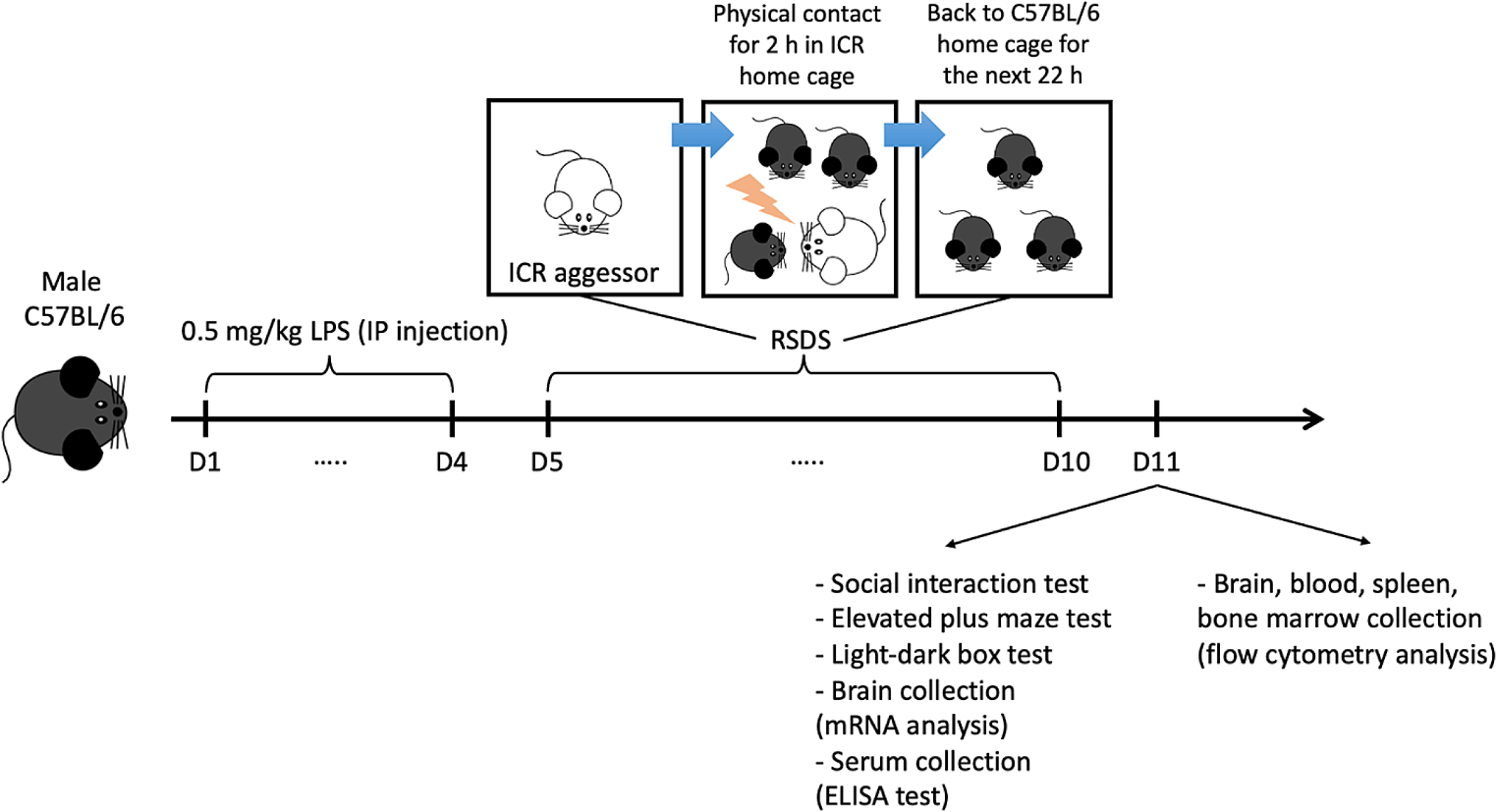 Repetitive Administration of Low-Dose Lipopolysaccharide Improves Repeated Social Defeat Stress-Induced Behavioral Abnormalities and Aberrant Immune Response