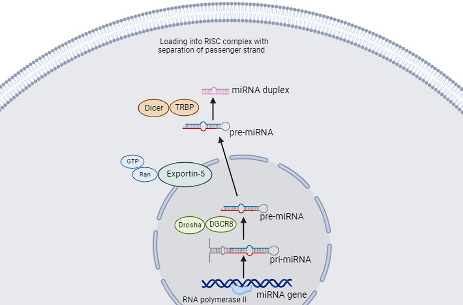 Targeted gene therapy for cancer: the impact of microRNA multipotentiality