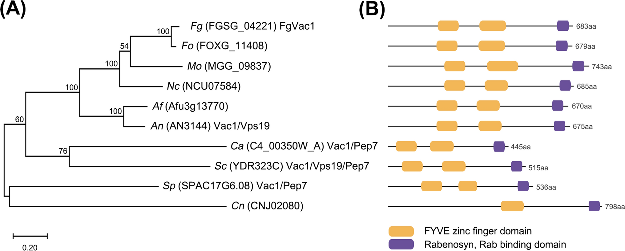 FgVAC1 is an Essential Gene Required for Golgi-to-Vacuole Transport and Fungal Development in Fusarium graminearum