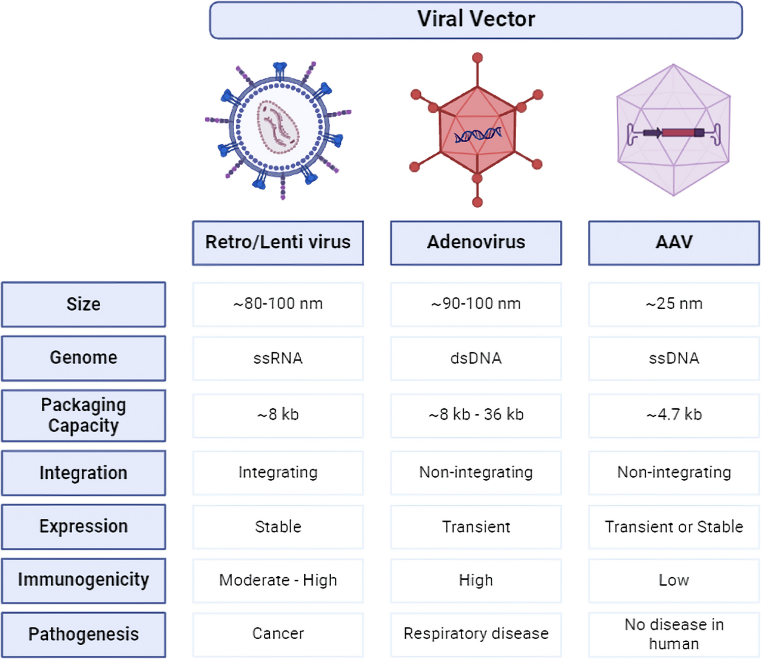 Adenoviral Vector System: A Comprehensive Overview of Constructions, Therapeutic Applications and Host Responses