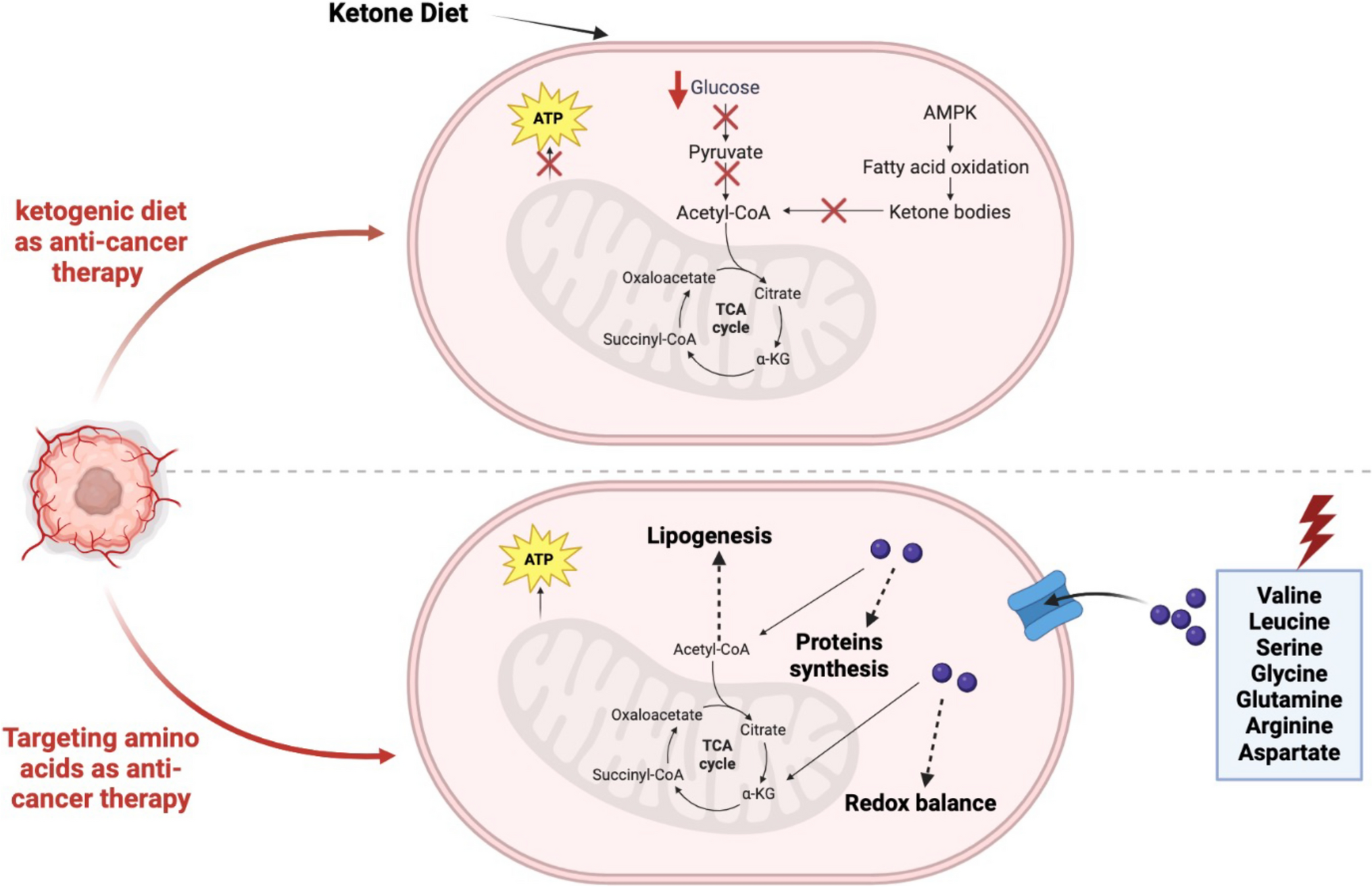 Current advances in cancer energy metabolism under dietary restriction: a mini review