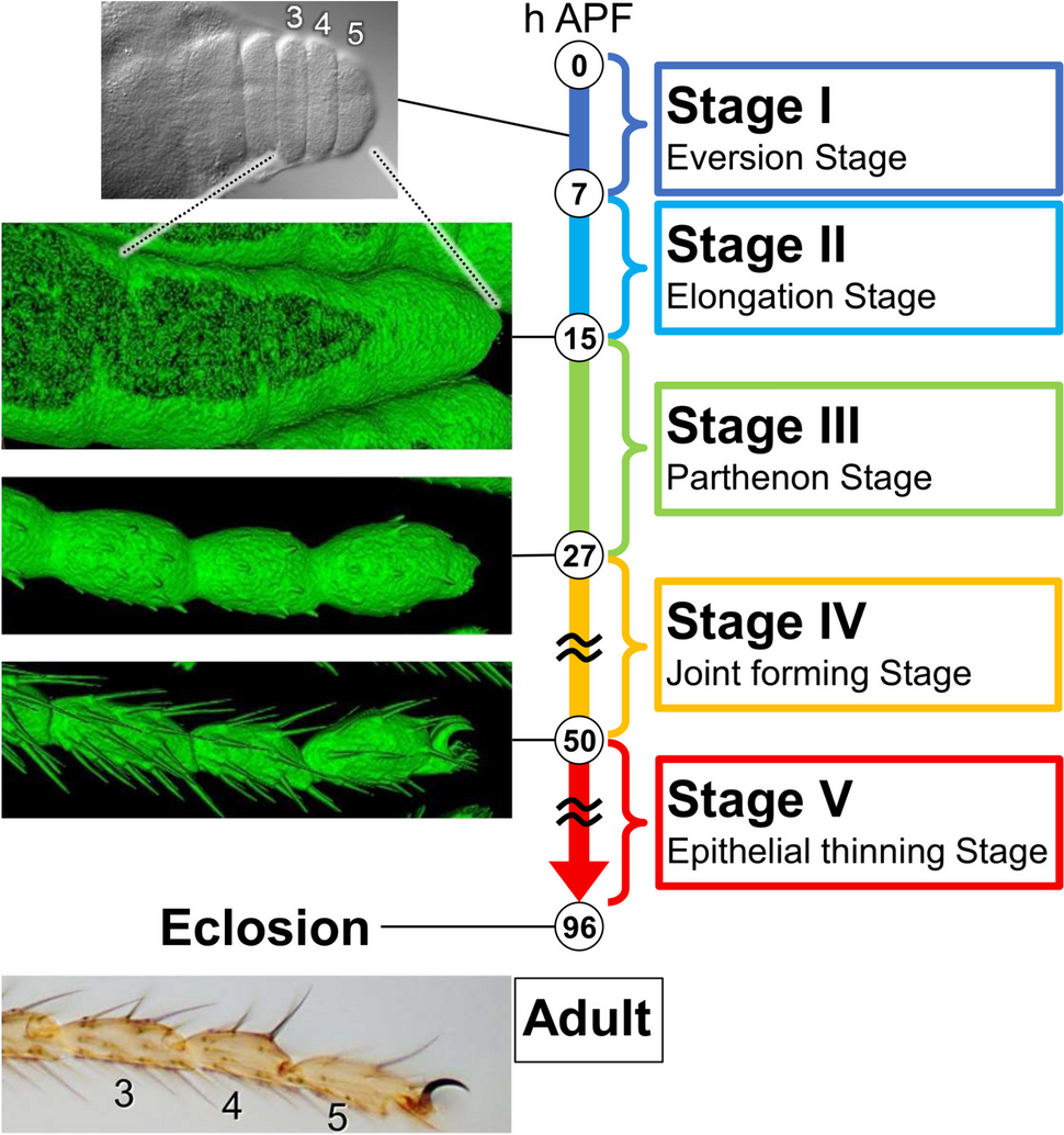 Unveiling the cell dynamics during the final shape formation of the tarsus in Drosophila adult leg by live imaging