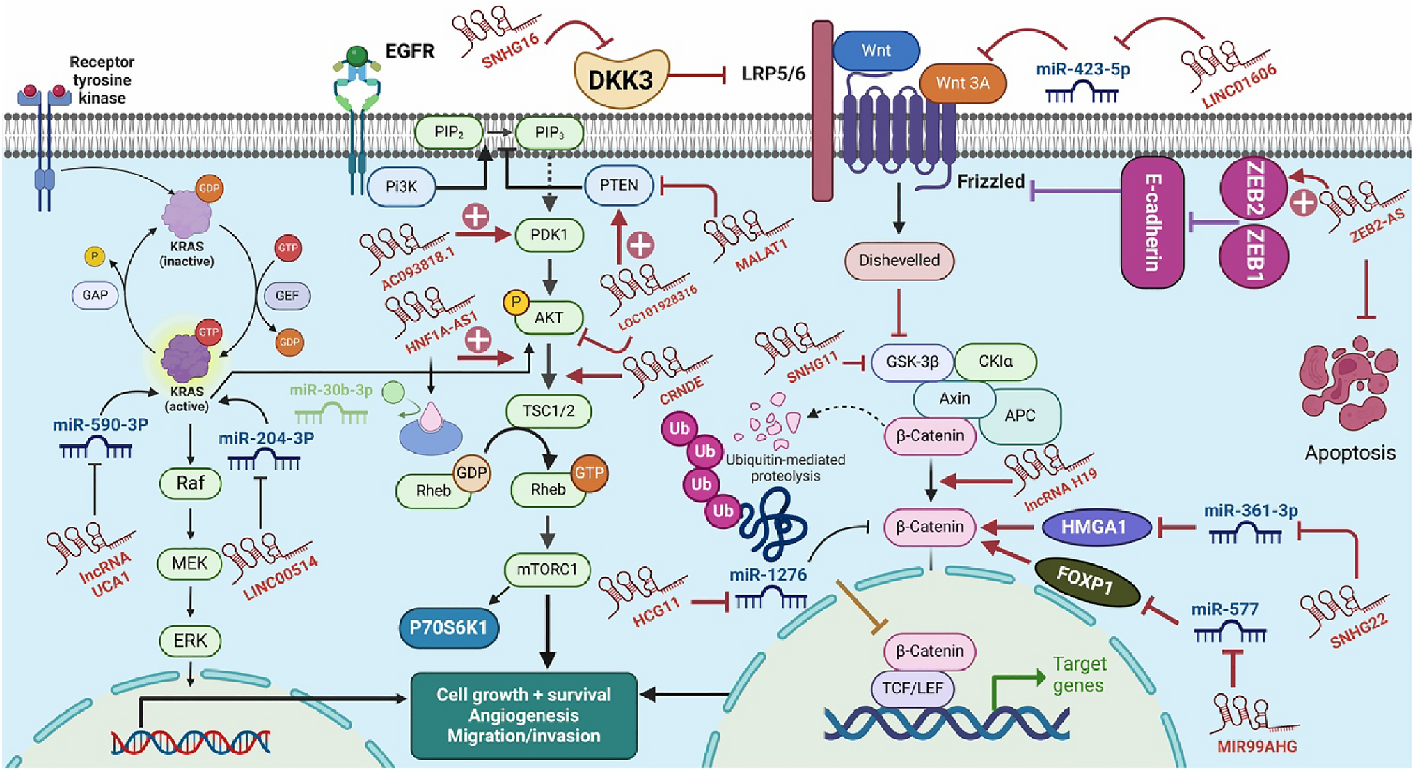 Unraveling the influence of LncRNA in gastric cancer pathogenesis: a comprehensive review focus on signaling pathways interplay