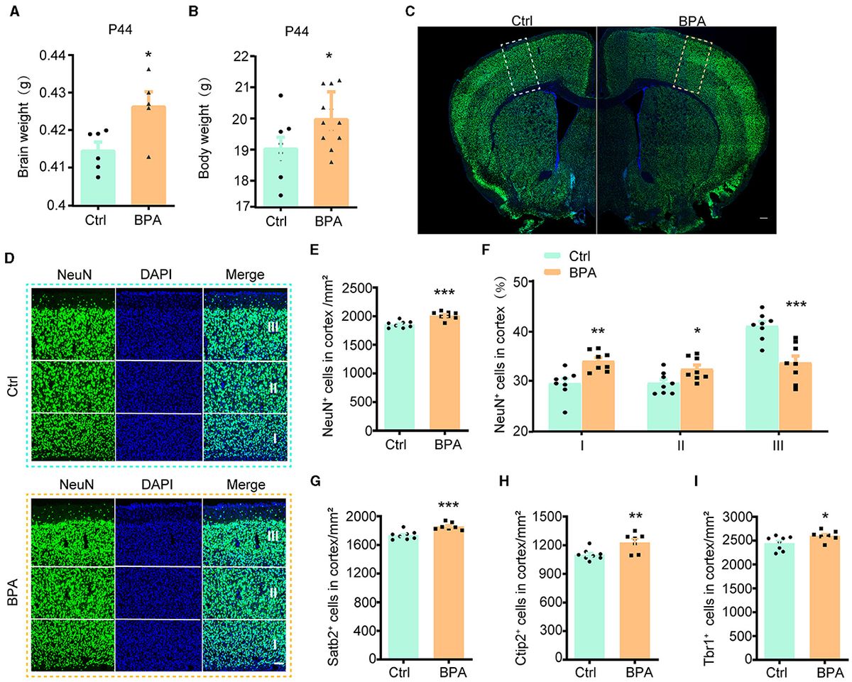 Prenatal low-dose Bisphenol A exposure impacts cortical development via cAMP-PKA-CREB pathway in offspring