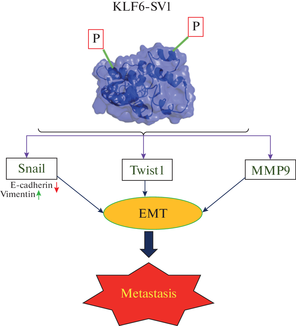 Investigating the Role of KLF6-SV1 as a Regulator of EMT Progression