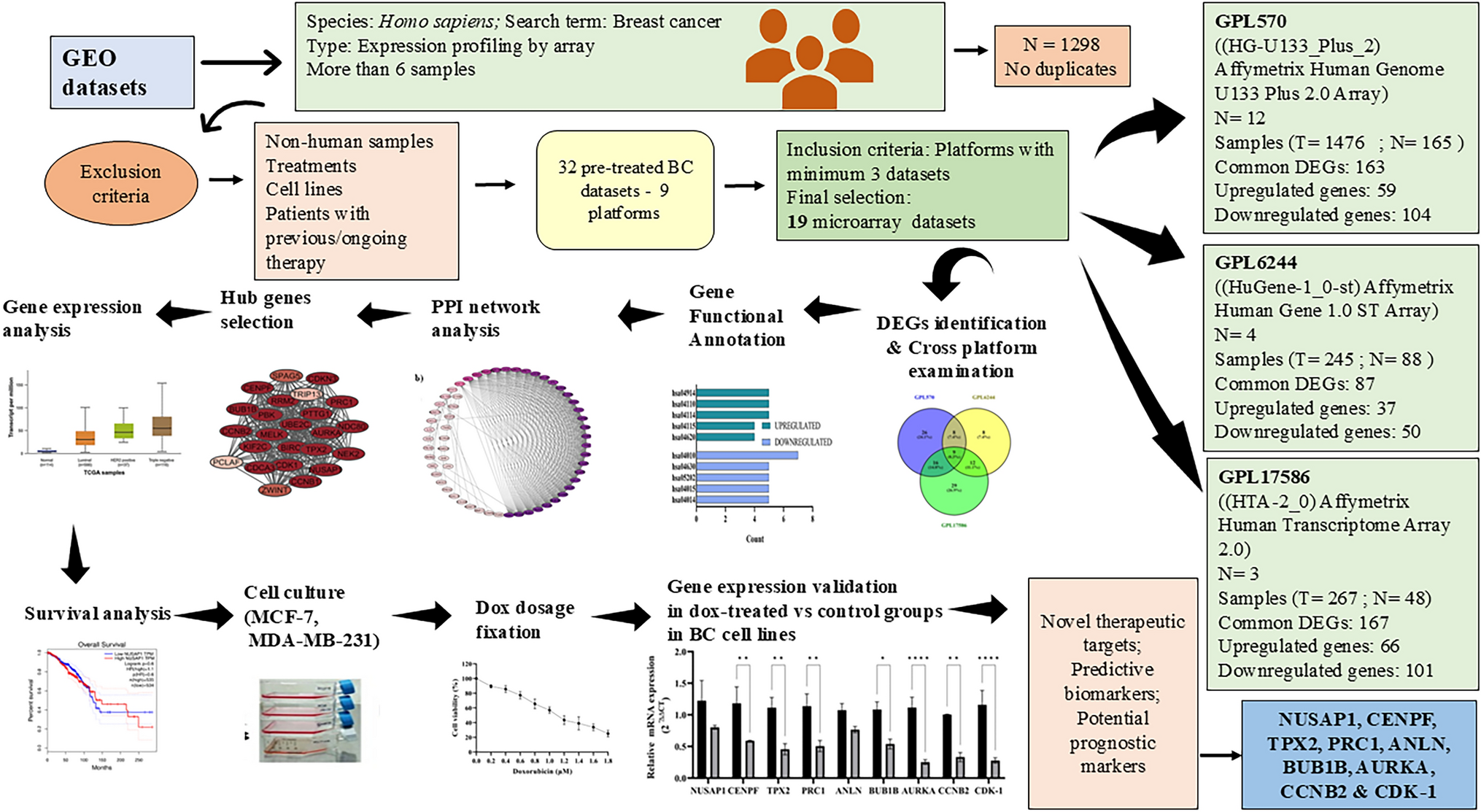 Doxorubicin downregulates cell cycle regulatory hub genes in breast cancer cells