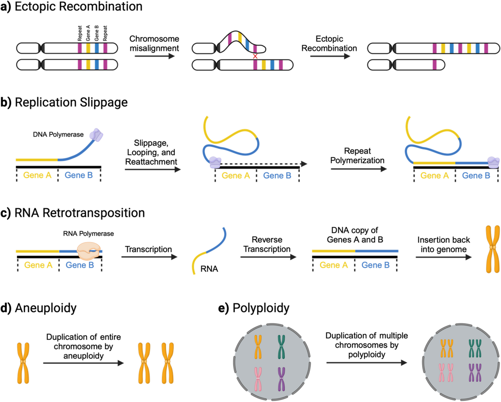 Zebrafish: unraveling genetic complexity through duplicated genes