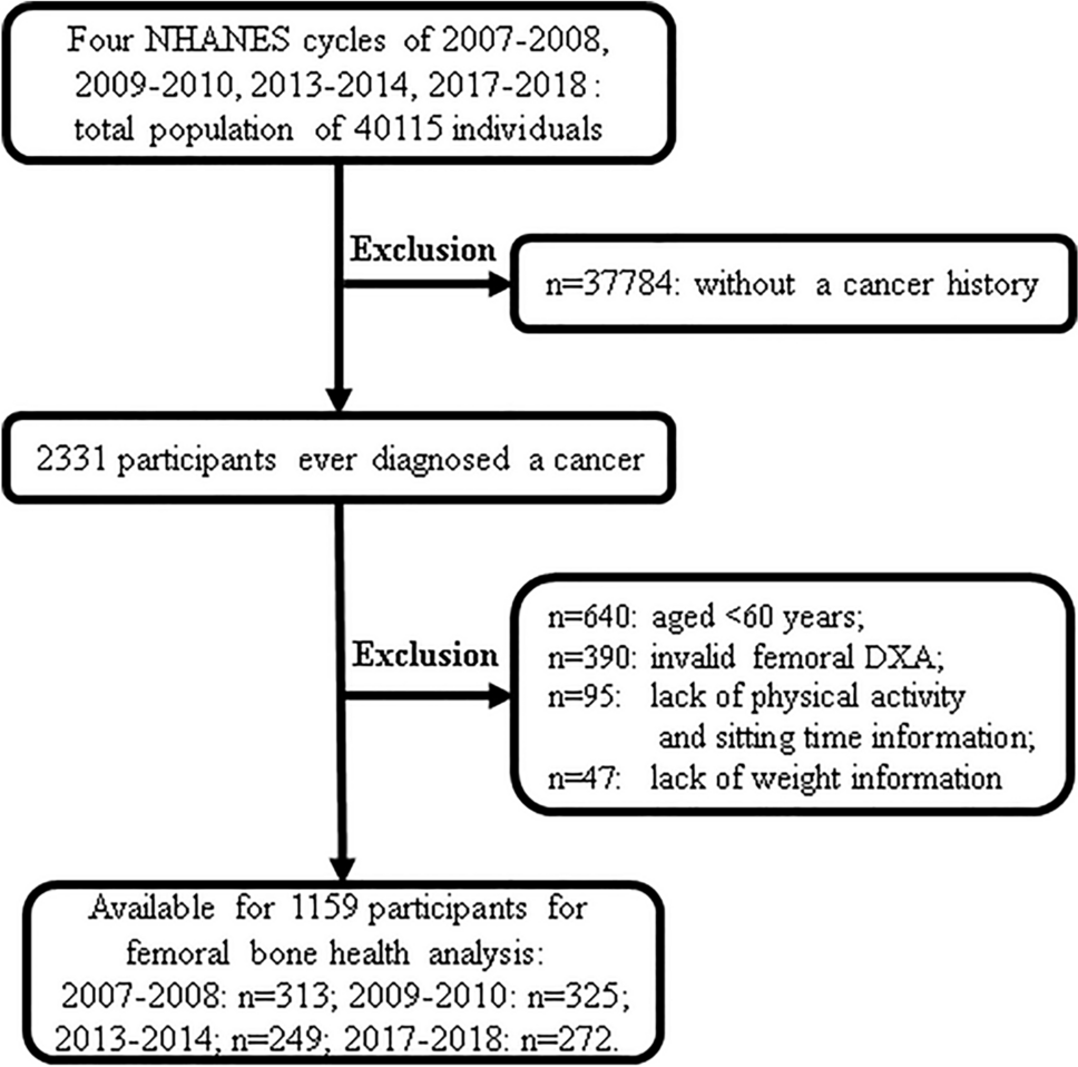 Association of physical activity and sitting time with femoral bone health among older cancer survivors