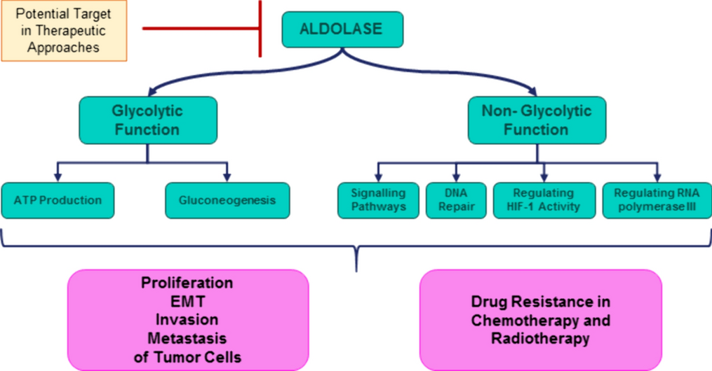 Diverse roles of aldolase enzymes in cancer development, drug resistance and therapeutic approaches as moonlighting enzymes