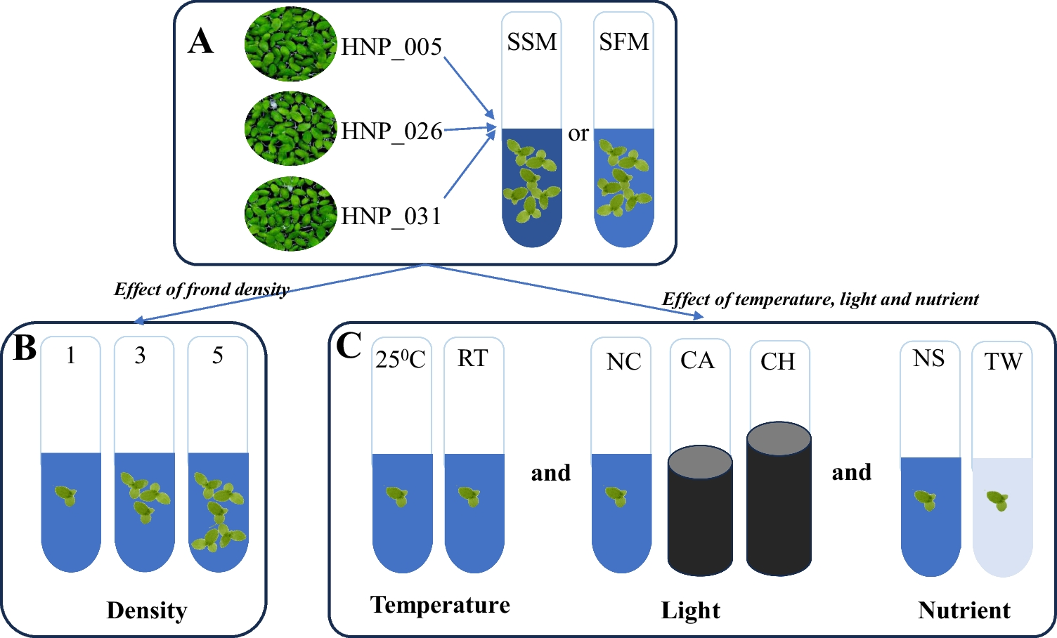 Factors influencing the in vitro growth and maintenance of several Vietnamese accessions of the duckweed Lemna aequinoctialis (Welw.)