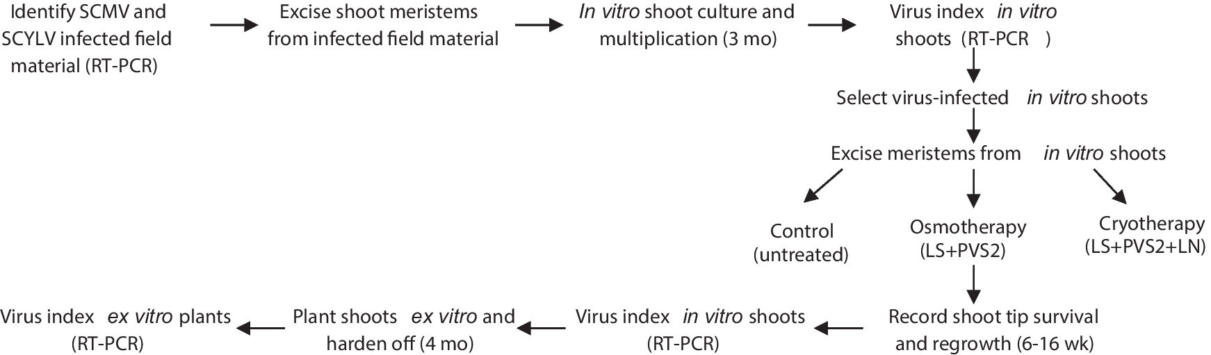 Elimination of sugarcane mosaic virus, sugarcane yellow leaf virus, and co-infections in sugarcane (Saccharum spp. hybrids) shoot tips via osmo- and cryo-therapy