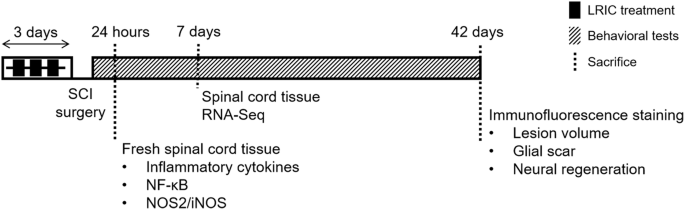 Remote limb ischemic preconditioning alleviated spinal cord injury through inhibiting proinflammatory immune response and promoting the survival of spinal neurons